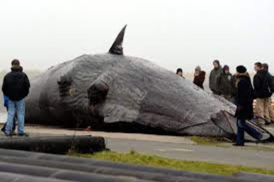 Ballena queda varada en playa del Pacífico sur de Nicaragua