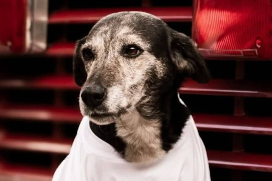 Chispa acompañó durante 15 años a los bomberos en emergencias y jornadas de servicio.