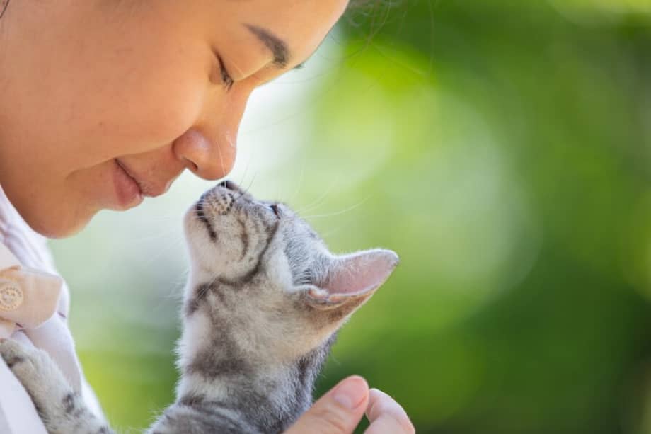 Generalmente, con este gesto, el gato espera que le acaricie la cabeza.
