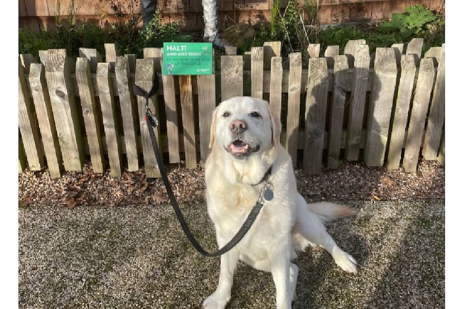 La propietaria sospecha que Oscar pudo haber sufrido descuido en el pasado, ya que al llegar tenía las almohadillas de las patas “como las de un cachorro”.