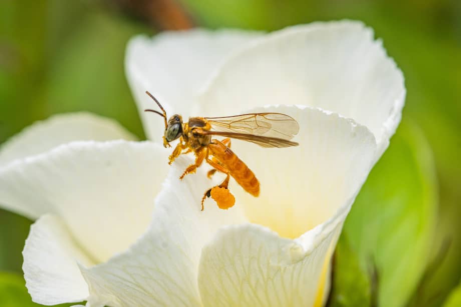 Las abejas sin aguijón cumplen un papel clave como polinizadores de la Amazonia.