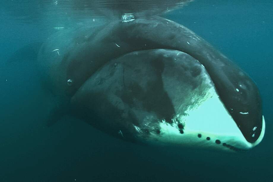 Ballena ártica bajo el agua: Loke Film and Adam Schmedes/Cell Reports 2015