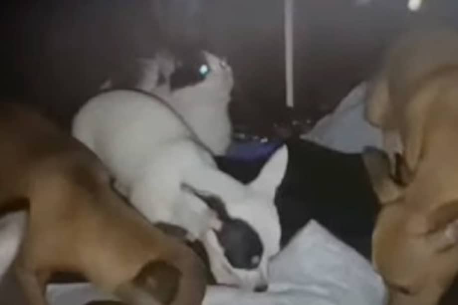 La pareja decidió tomar acciones para salvaguardar a más de 20 animales encerrados y en condiciones deplorables.