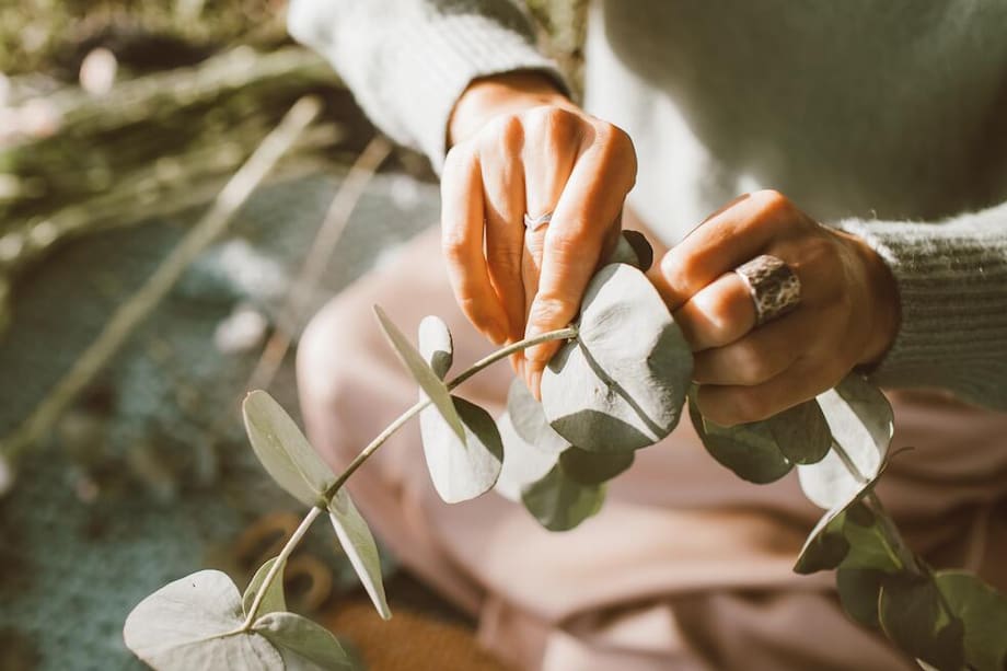 El eucalipto tiene una gran variedad de propiedades medicinales.