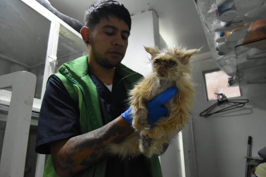 Esta fue la gata rescatada en uno de los establecimientos comerciales de la Avenida Caracas en Bogotá.