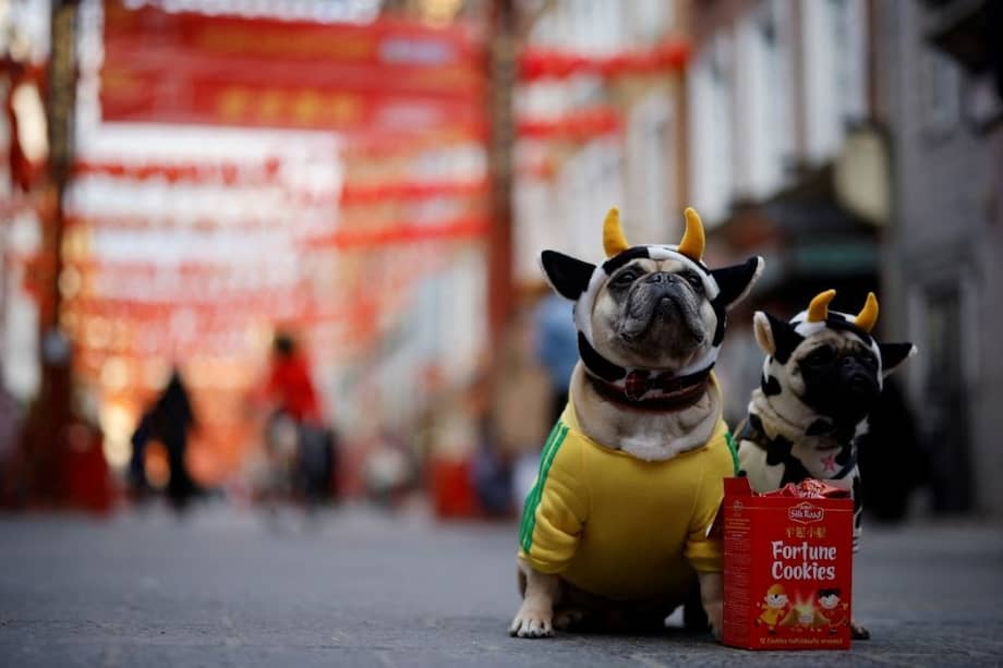 Dos pugs posan con un paquete de galletas de la fortuna en Chinatown el primer día del Año Nuevo Lunar.