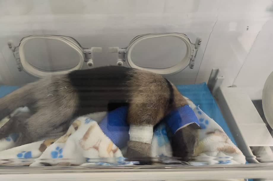 El animal ha mostrado una respuesta favorable tras el procedimiento. Su rehabilitación podría tardar hasta tres meses.