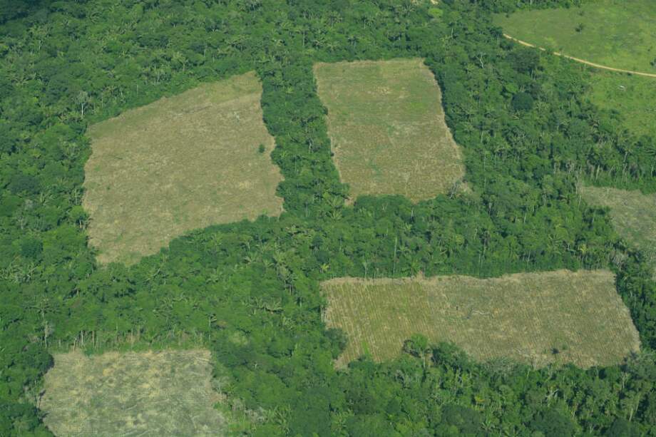 Parches de deforestación en el Parque Nacional Nukak (Guaviare) / FCDS