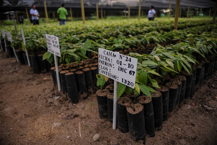 Este vivero, ubicado en El Doncello, tiene 42 mil plántulas que le serán entregadas a familias del municipio para que empiecen con el cultivo del cacao. / Mauricio Alvarado