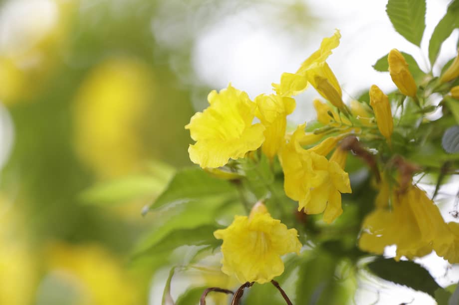 La floración de los guayacanes se convierte cada año, entre los meses de marzo y abril, en un espectáculo visual que pinta de amarillo el horizonte de la capital panameña.
