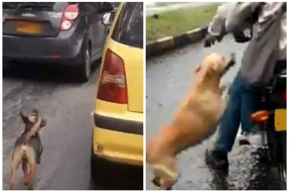 Videos de perros abandonados: ¿una falsa alarma innecesaria?