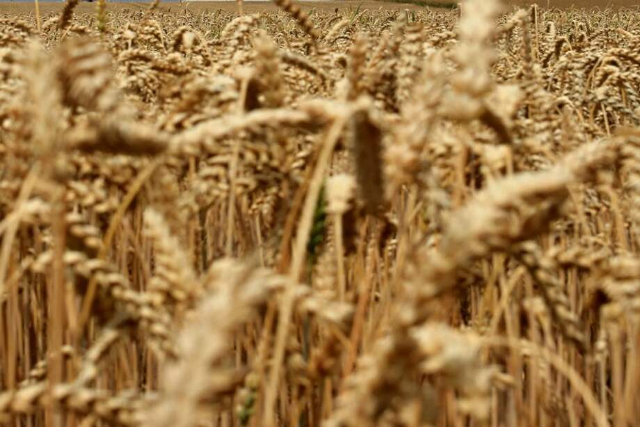 FAO pide intercambiar alimentos porque 18 países de Latinoamérica los importan