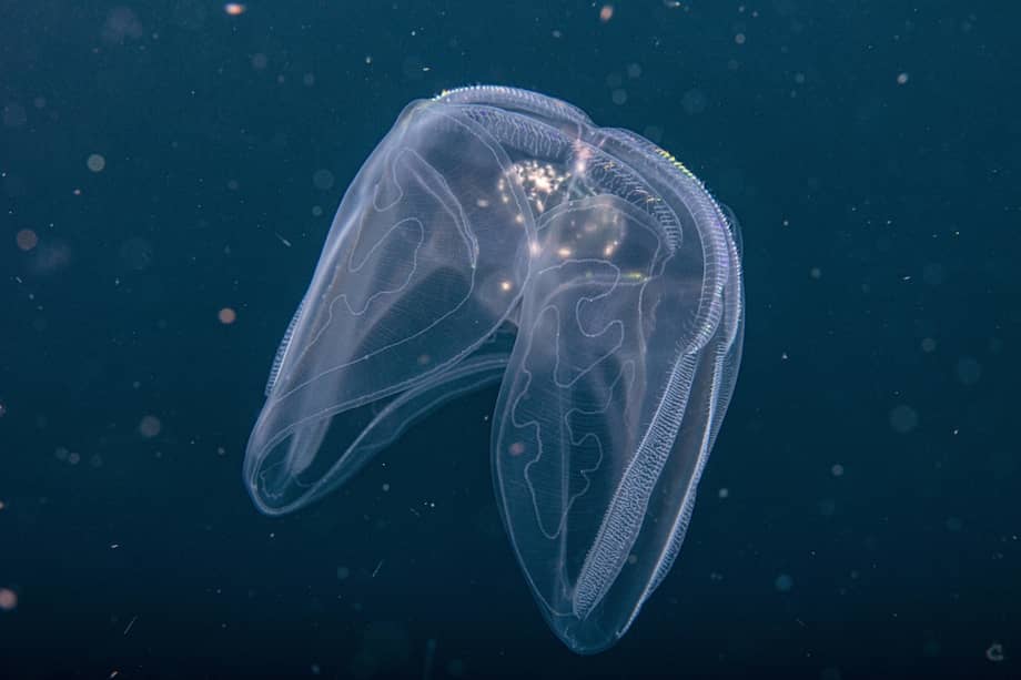 En el país, encontraron seis nuevas especies de medusa peine. La de la foto es una Ocyropsis maculata inmaculata.