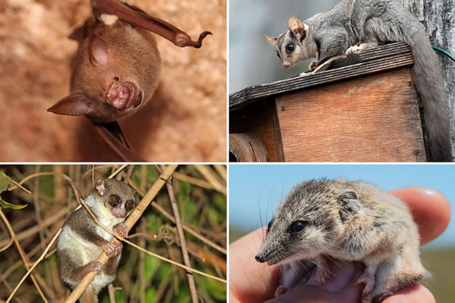 Según investigaciones recientes, la heterotermia evolucionó de forma independiente en múltiples ocasiones entre mamíferos y aves. Muchas de estas criaturas utilizan el letargo, en el que se reduce el metabolismo y la temperatura corporal se acerca a la temperatura ambiente.