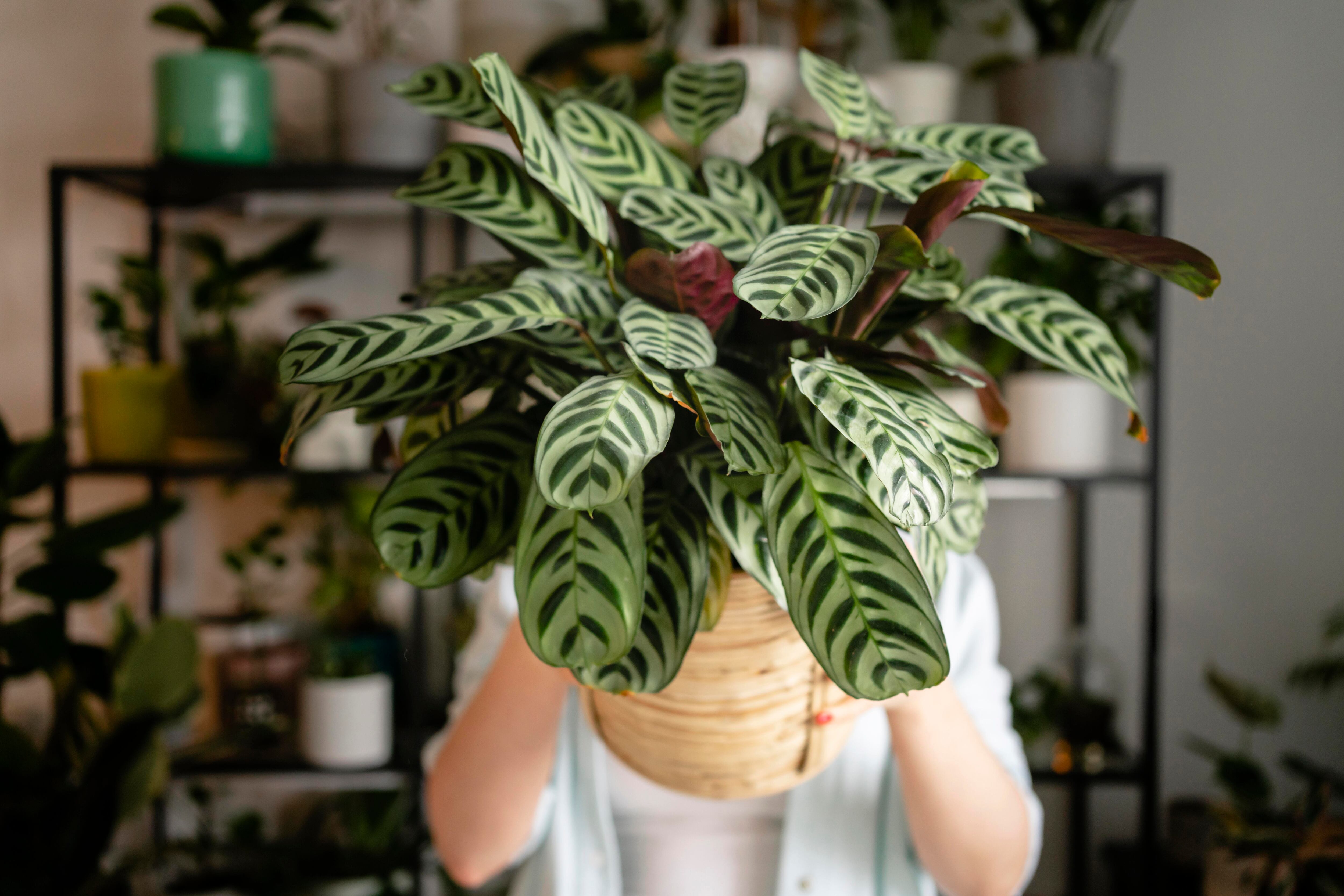 calathea golden mosaic Golden mosaic  Billiwild