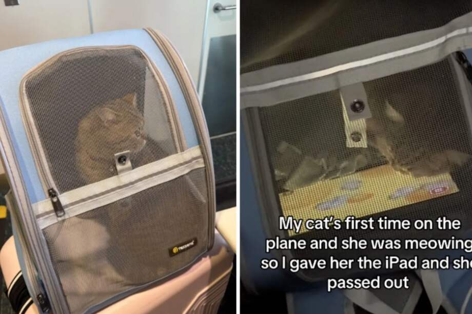 La peluda se acomodó sobre el dispositivo y permaneció dormida durante gran parte del vuelo, que tuvo una duración aproximada de dos horas y media.