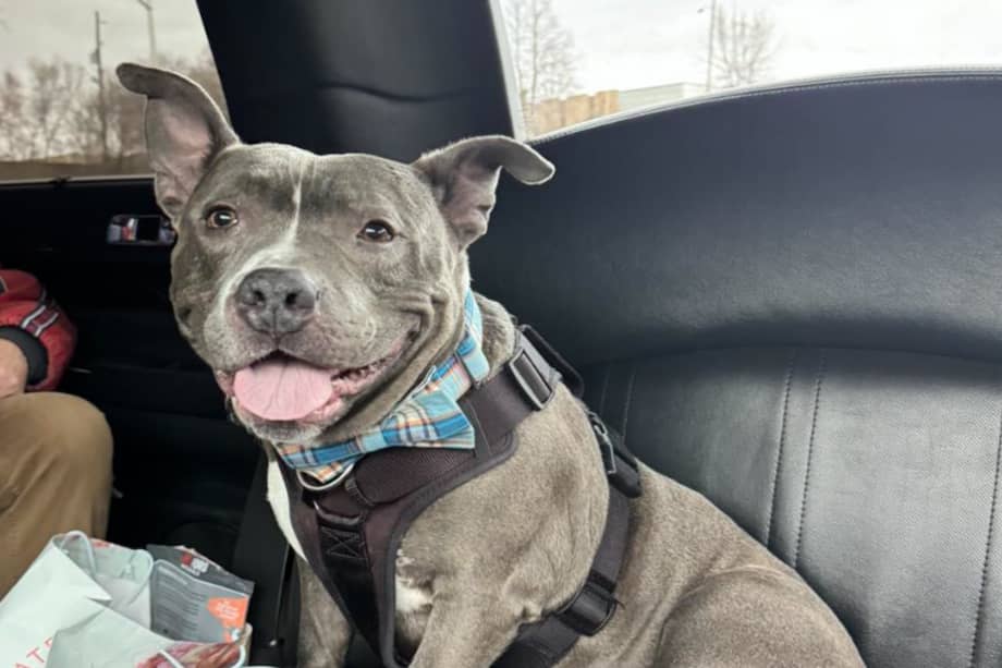 Lauren Reitsman, la nueva dueña de Chester, afirmó que había sido amor a primera vista.