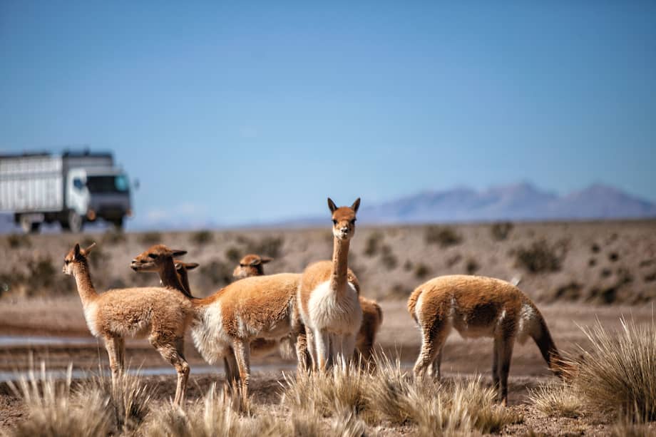 Reserva Nacional de Salinas y Aguada Blanca, en Arequipa.