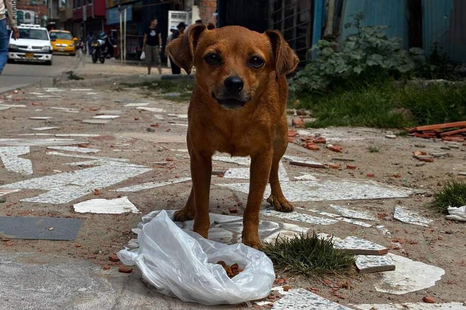 Durante la jornada, cientos de voluntarios recorrieron las calles de Bosa y Ciudad Bolívar para alimentar, atender y rescatar animales en condición de vulnerabilidad.