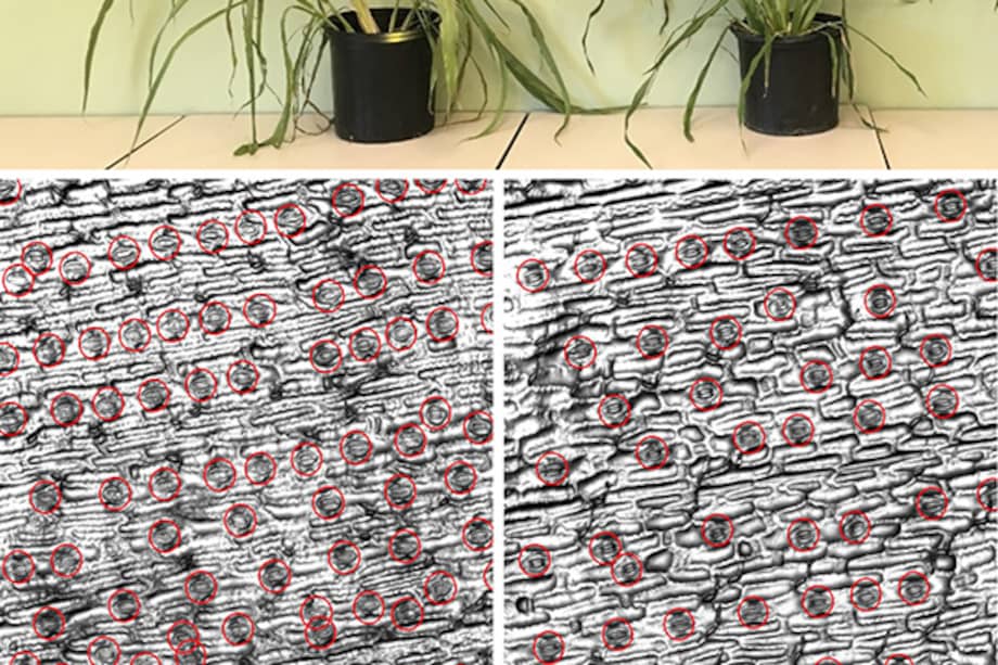Estas imágenes muestran cómo una planta de sorgo modificada genéticamente para tener menos estomas (derecha) es más resistente a la sequía que una no modificada (izquierda).