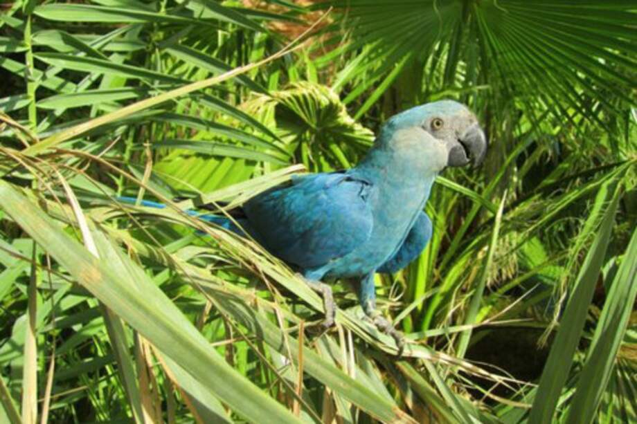 Guacamayo de Spix en cautividad / Al Wabra WildLife