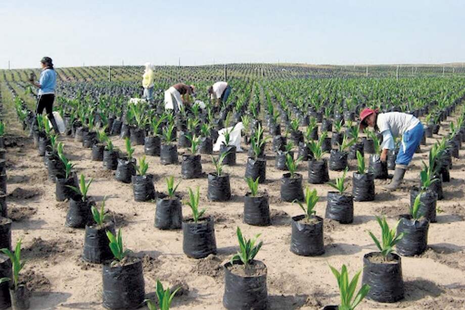 La empresa palmera Poligrow, que se encargará de suministrar la electricidad que falta en Mapiripán, está en la mira de la Superintendencia de Notariado por presunta acumulación de tierras. / Poligrow