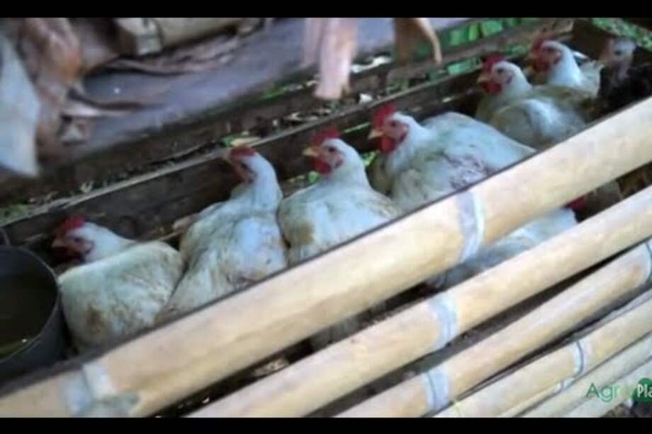 Con “Gimme the Power”, Molotov se logró consolidar como un referente del rock contestatario en México. / Cortesía