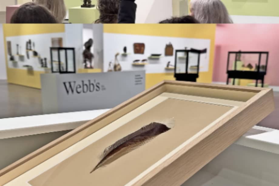 En el pasado, las plumas de este animal eran un símbolo de riqueza.