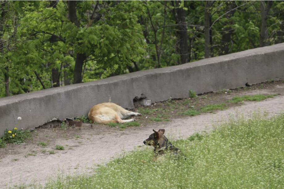 Polémica por el sacrificio de animales domésticos