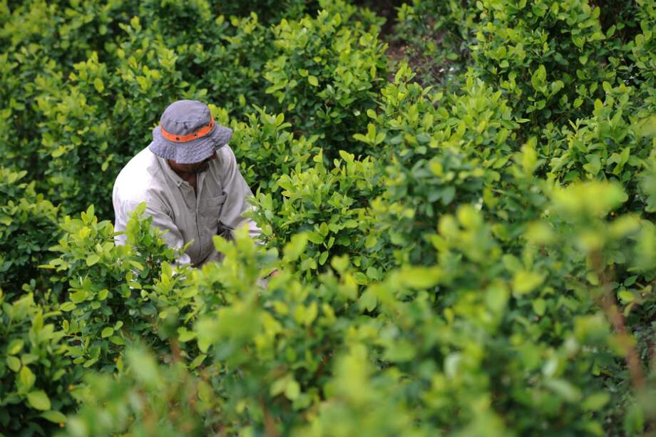Cultivo de coca en el departamento de Nariño/ Mauricio Alvarado