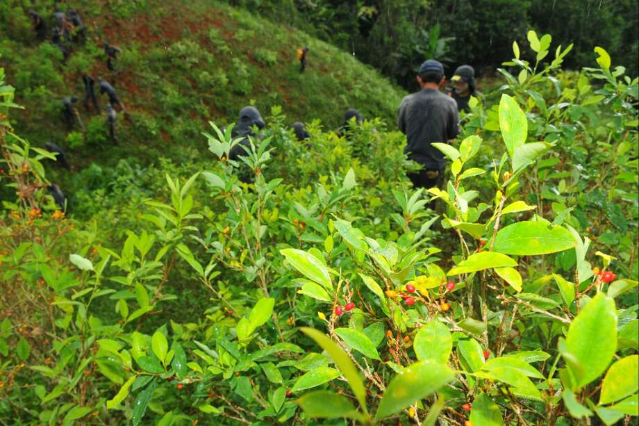 El monitoreo de la ONU reportó que los cultivos ilícitos en Colombia aumentaron en el último año. / Archivo