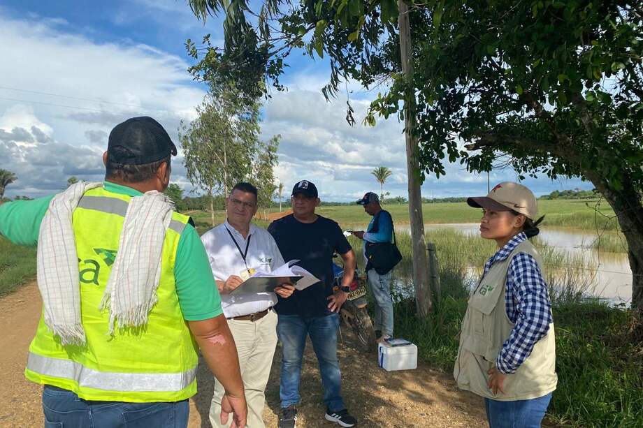 La inundación en La Mojana afectó a más de 75.000 animales, incluyendo bovinos, bufalinos y equinos.