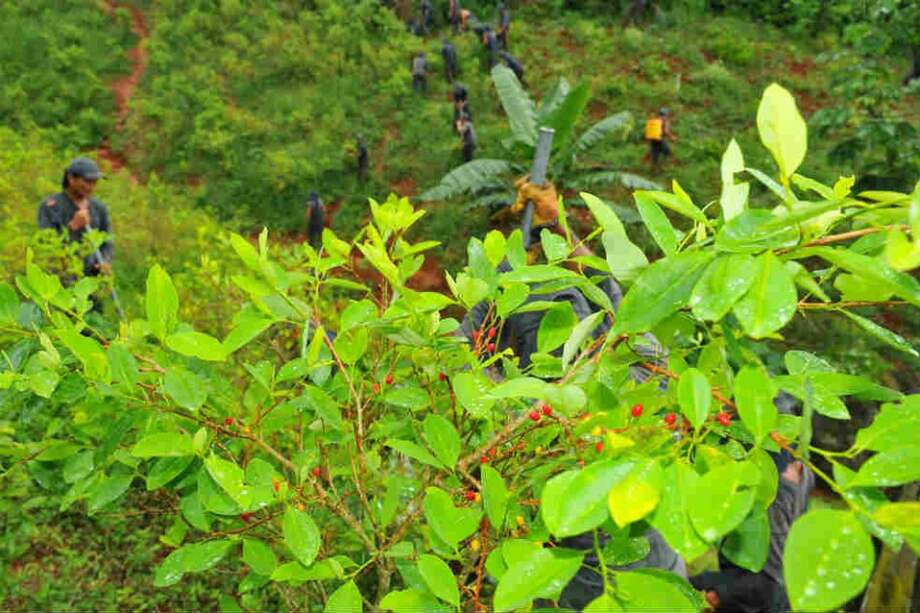 Se reducen cultivos de coca y producción de cocaína en Colombia