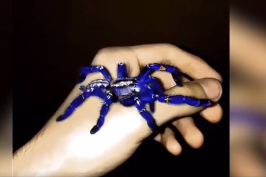 La araña azul, el enigma de ocho patas del reino animal