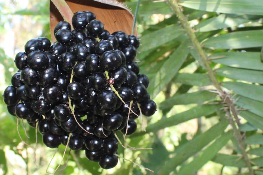 Detrás de su sabor intenso el corozo esconde una palma resistente que alimenta ecosistemas, sostiene economías locales y promete un potencial científico que apenas comienza a explorarse.