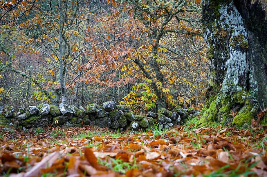 Lejos de ser “basura”, la hojarasca es, en realidad, una de las bases que sostienen el funcionamiento del bosque