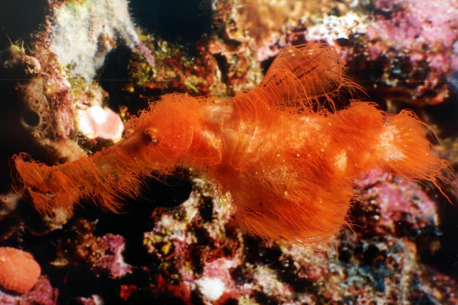 Solenostomus snuffleupagus, en su hábitat natural, en Papúa Nueva Guinea.