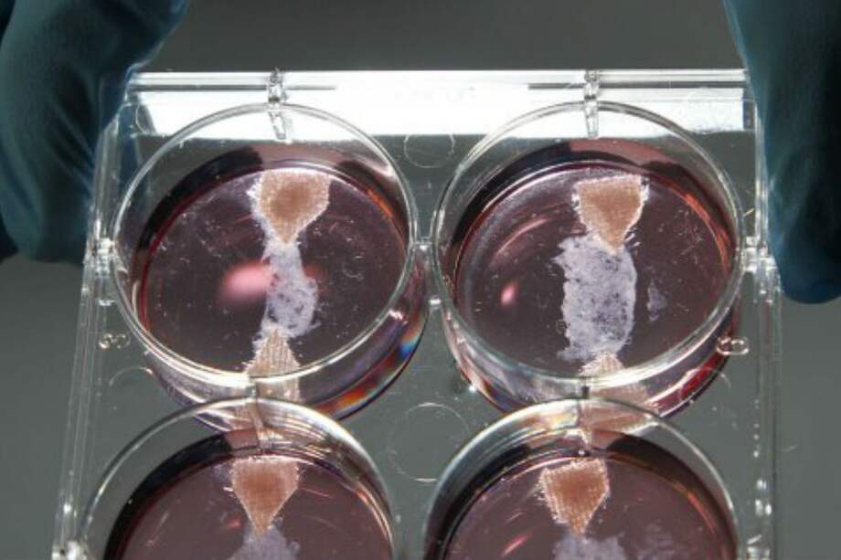 Presentan la primera hamburguesa creada en laboratorio