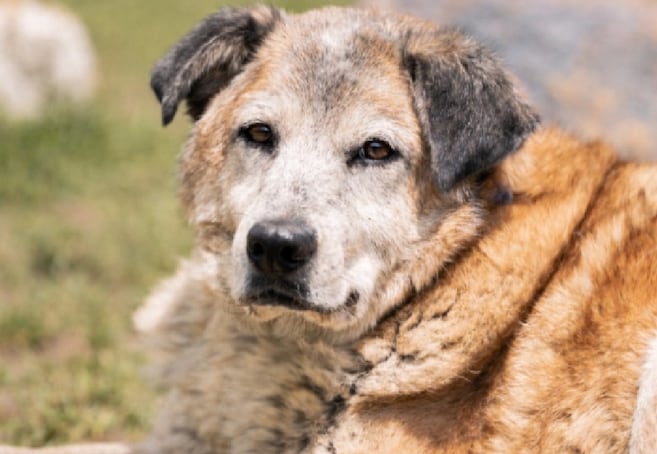 Mascotas que envejecen: la importancia de la geriatría veterinaria en perros y gatos