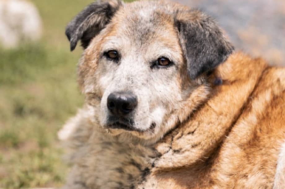 La fundación busca con urgencia una familia que le ofrezca una jubilación digna, rodeada de cariño, tranquilidad y cuidados.