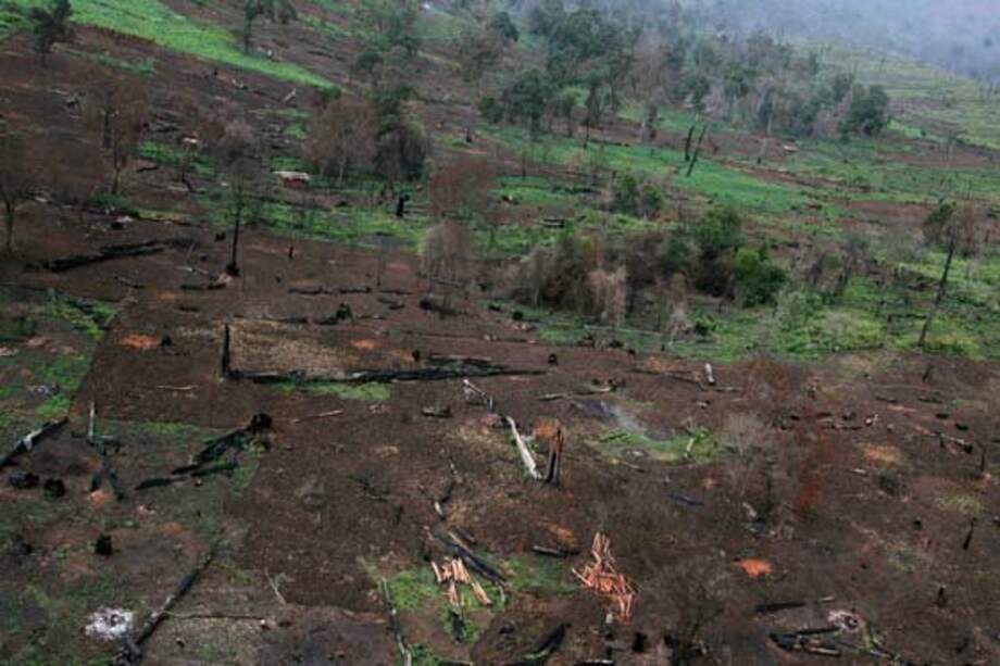 Indonesia supera a Brasil como el mayor deforestador del mundo