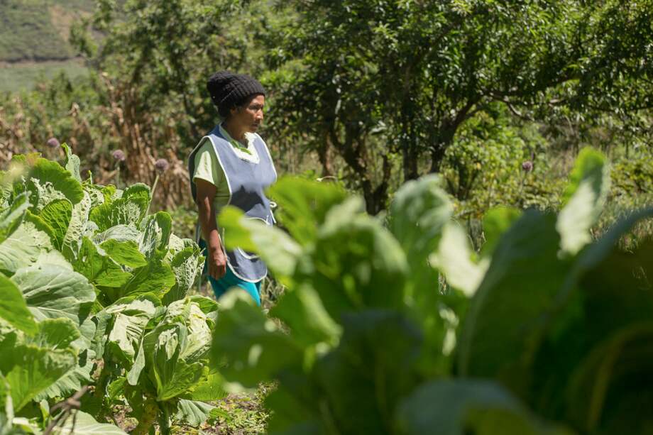 Las mujeres en el oriente del Cauca han tenido la vital tarea de preservar las semillas. / / Juan Camilo Serrano