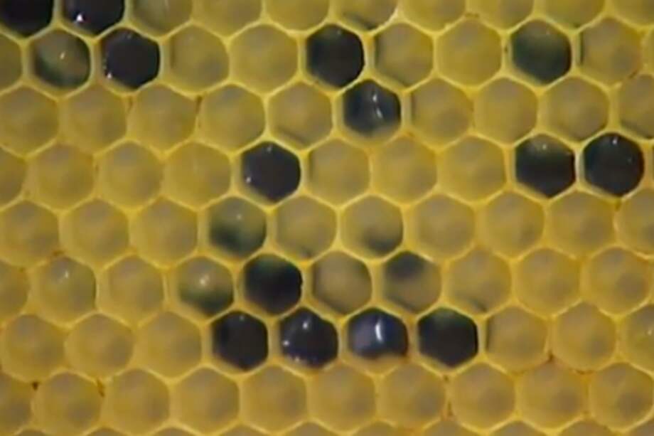 Panal de abejas con miel de color.