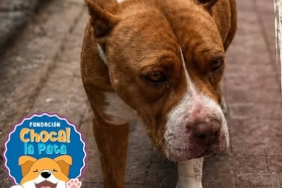 Rescatistas y veterinarios trabajan para estabilizar a Terra, quien necesita ayuda urgente para continuar su tratamiento.