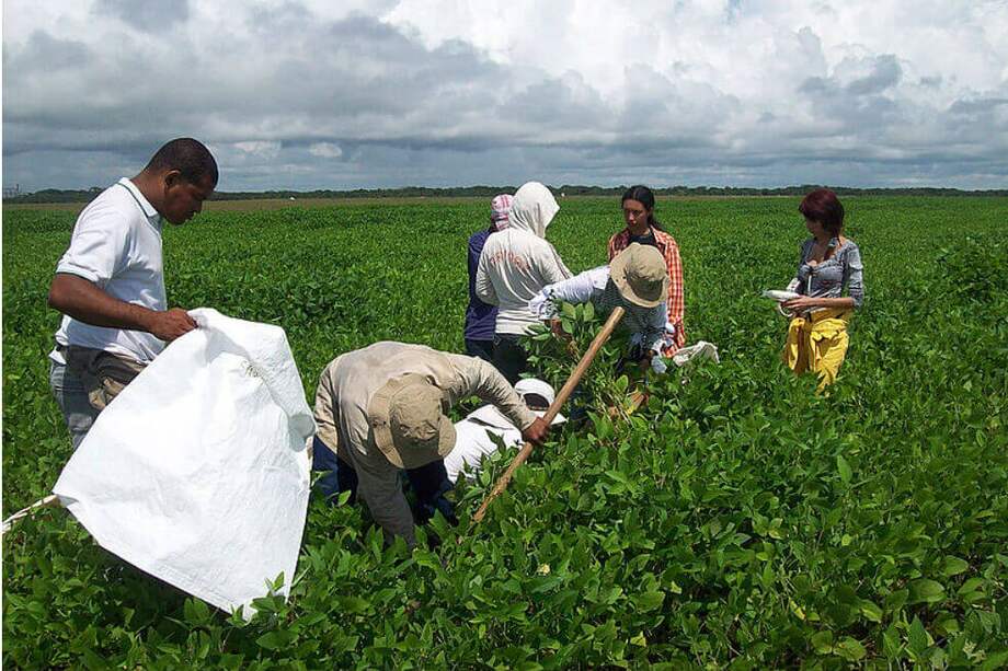 Durante la investigación, coordinada por el candidato a doctor Édgar Alfonso Rodríguez Araújo, se tomaron muestras químicas, físicas y biológicas de los suelos de los cultivos en fincas de monocultivo del Meta. / Cortesía Universidad Nacional
