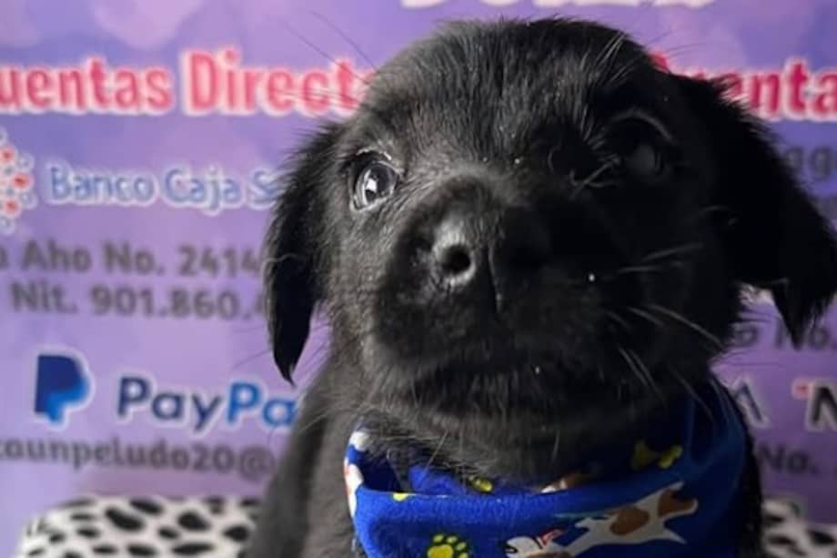 Balvin es uno de los 25 perros criollos rescatados que actualmente esperan una familia en el refugio.