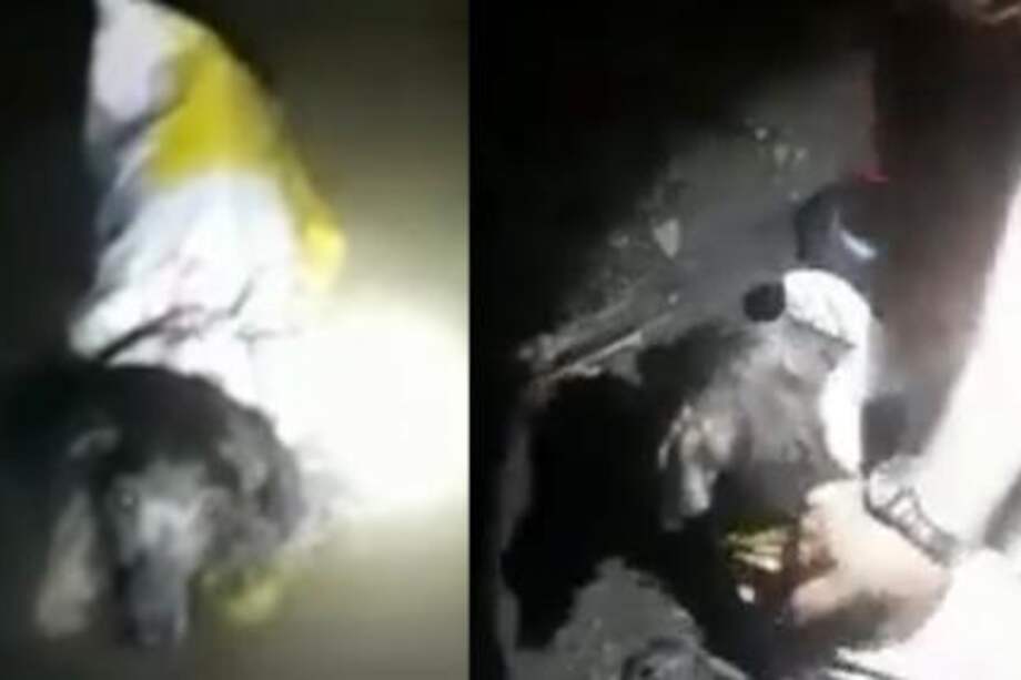 El animal fue encontrado en la quebrada el Jordán, en Lérida, Tolima.