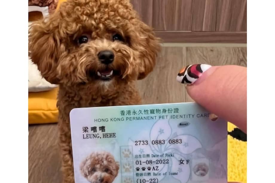 Con foto y datos de contacto, este sistema apunta a mejorar la seguridad de los animales.