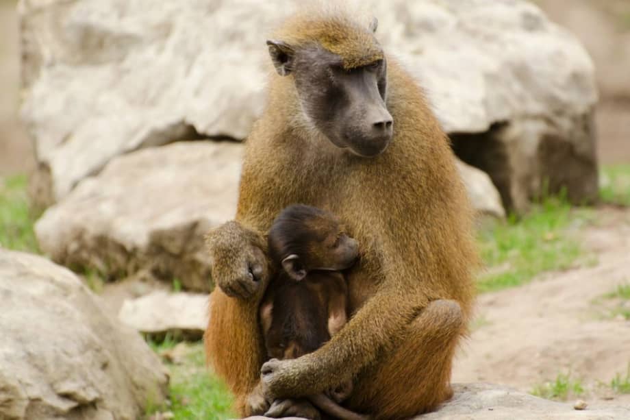 Algunos babuinos macho cometen violencia doméstica cuando llegan a un nuevo grupo donde las hembras fértiles son escasas. / Pixabay