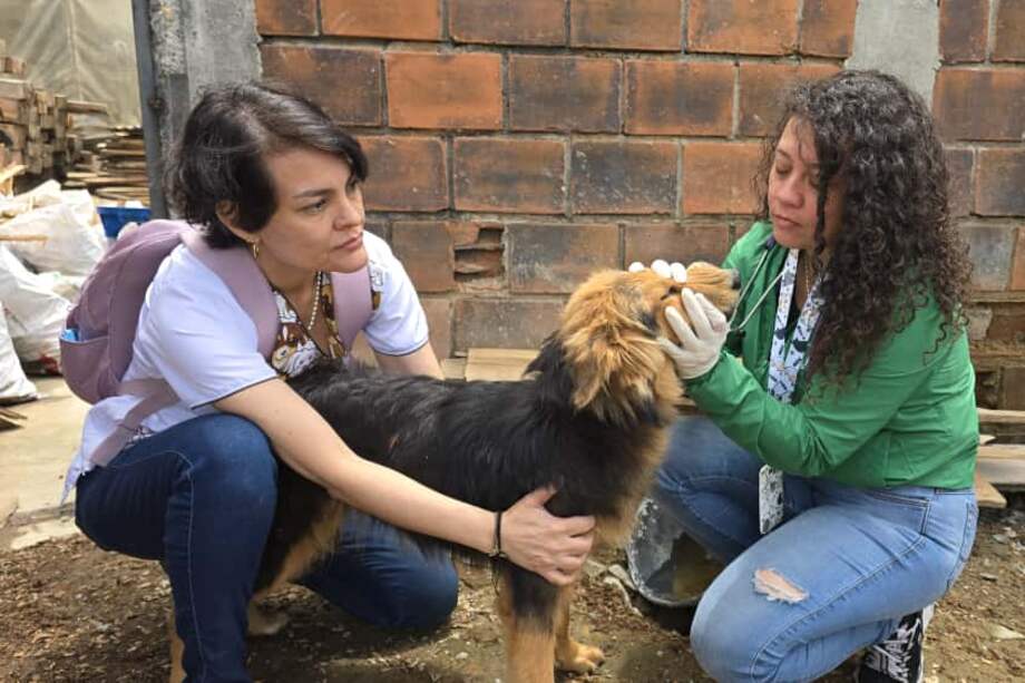 Las dos perritas rescatadas recibieron en la atención veterinaria y cuidados en la Unidad de Zoonosis de Armenia.